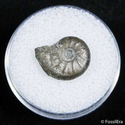 Small Pyritized Jurassic Ammonite Cheltonia - England #2403